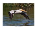 _1SB6079 american white pelican a85x11